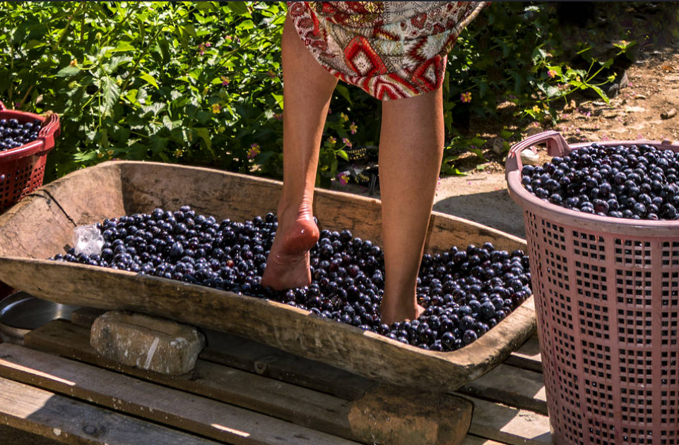 grape stomping at hunter resort pokolbin