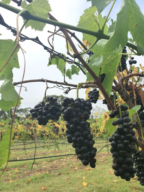 Vegan and Organic Grapes - Hunter Valley