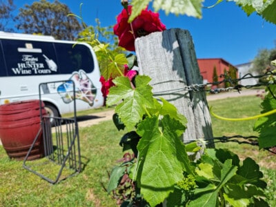 Pokolbin Wine Tours